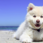 Pet Boarding And Daycare