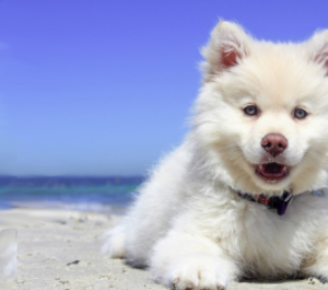 Pet Boarding And Daycare