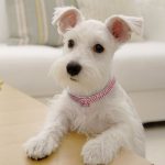 Bling Rhinestone Dog Collar Crystal Puppy Chihuahua Pet Dog Collars Leash For Small Medium Dogs Cats - Imagen 6