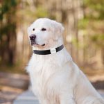 Smart Pet Cat Dog GPS Locator - Imagem 4
