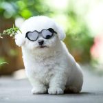 Doll Sunglasses Pet Toy Accessories - 画像 (2)