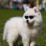 Doll Sunglasses Pet Toy Accessories - 画像 (4)